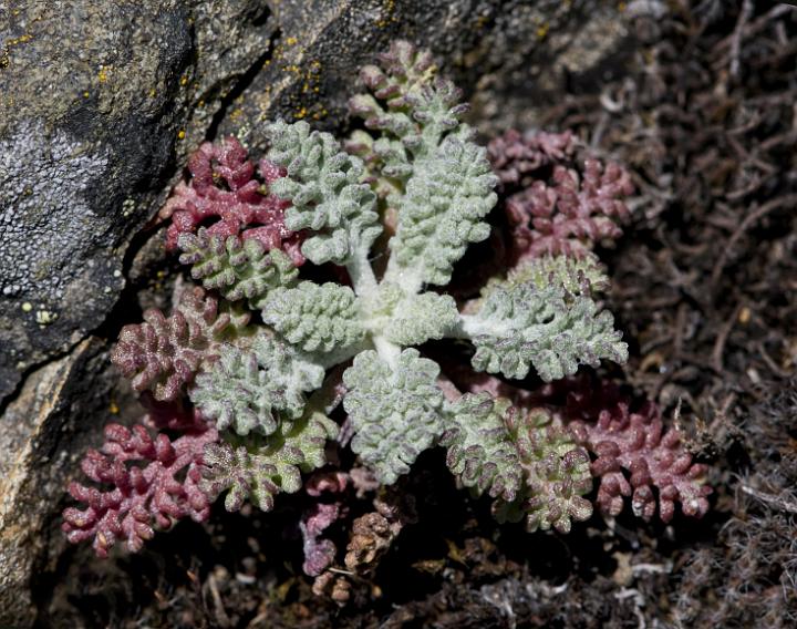 Dusty Maiden, Chenactis Leaf.jpg